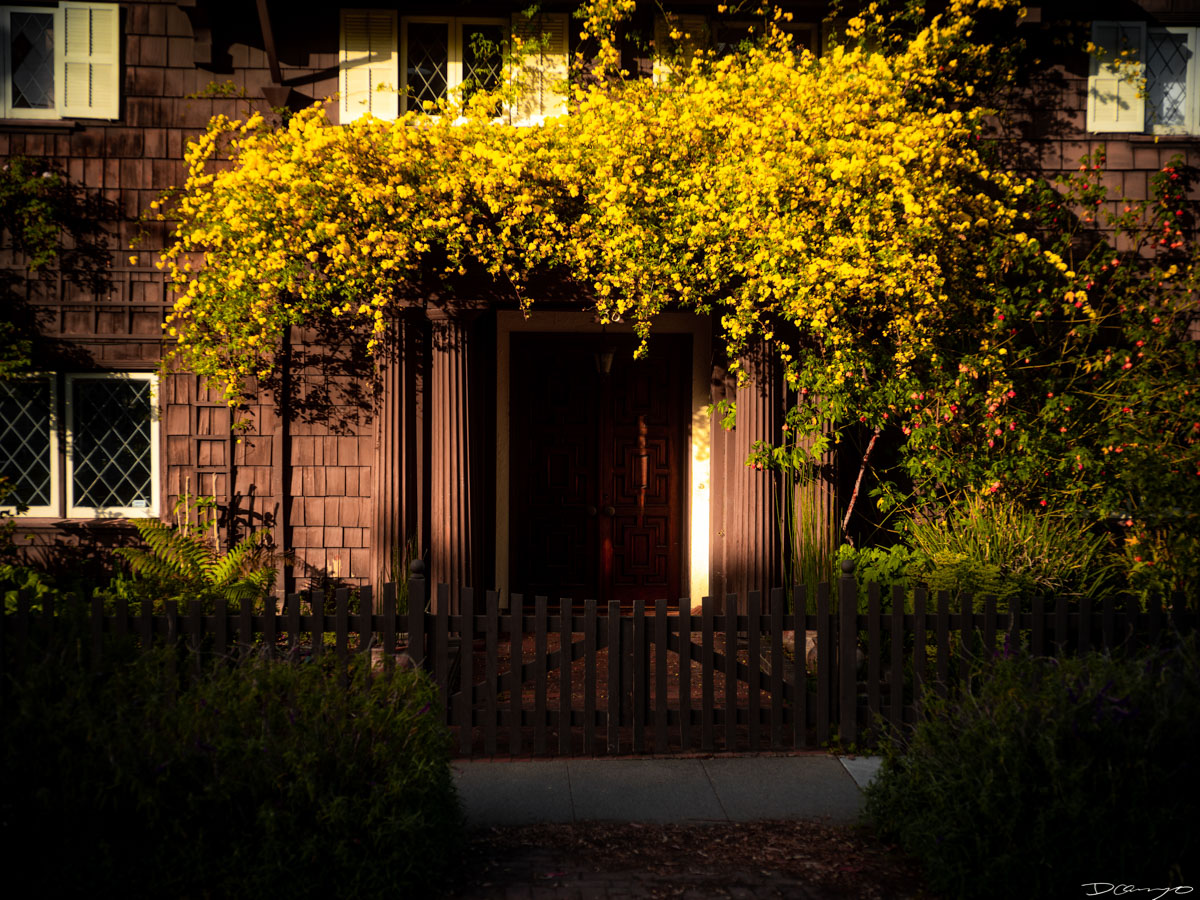 Pretty things that I wanted to take pictures of around Berkeley in 2023.